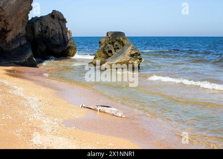 A dead dolphin washed up on a rocky seashore. Ecology and fauna of the sea. Stock Photo