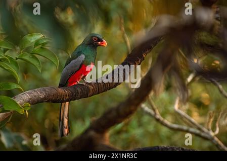 Slaty tailed trogon male perched image taken in Panama Stock Photo