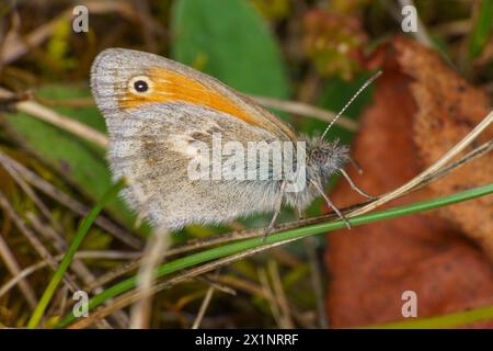 Coenonympha pamphilus Family Nymphalidae Genus Coenonympha Small heath butterfly wild nature insect wallpaper, picture, photography Stock Photo