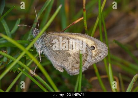 Coenonympha pamphilus Family Nymphalidae Genus Coenonympha Small heath butterfly wild nature insect wallpaper, picture, photography Stock Photo