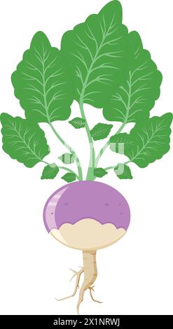 Beetroot vector illustration Stock Vector