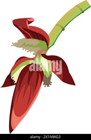 Banana flower vector illustration Stock Vector