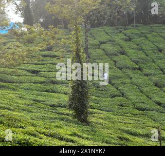 Wayanad, Kerala, USA. 20th Mar, 2024. Tea grows on hillsides in the Wayanad District of the state of Kerala, India, March 20, 2024. (Credit Image: © Mark Hertzberg/ZUMA Press Wire) EDITORIAL USAGE ONLY! Not for Commercial USAGE! Stock Photo