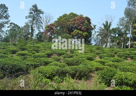 Wayanad, Kerala, USA. 20th Mar, 2024. Tea grows on hillsides in the ...
