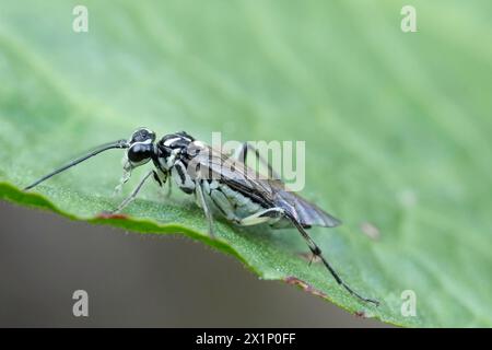 Detailed closeup on the colorful European , Pied Pachyprotasis rapae sawfly, sitting on a green leaf Stock Photo