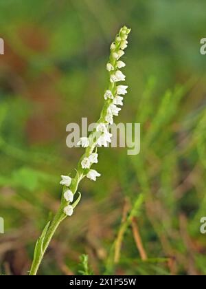 tiny white flowers on flowerspike of Creeping Ladies Tresses (Goodyera repens) orchid aka dwarf rattlesnake plantain/lesser rattlesnake plantain in US Stock Photo
