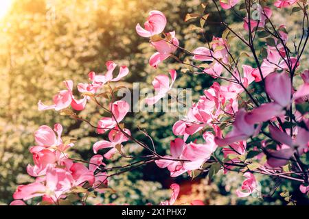 Cornus florida, the flowering dogwood tree with pink flowers. It is a flowering plant that blooms annually. Stock Photo