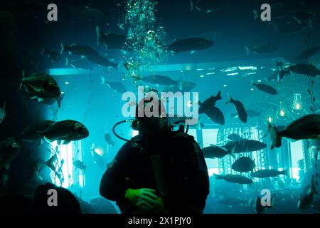 Beautiful colorful fish swims in the aquarium environment with  diver Stock Photo