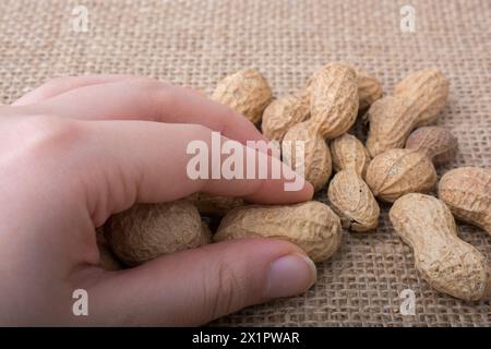 Peanuts  in hand and  on a linen canvas background Stock Photo