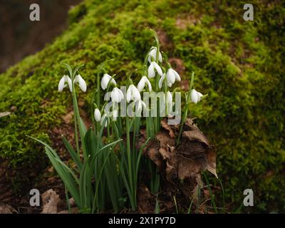 Snowdrops and moss on a tree Stock Photo