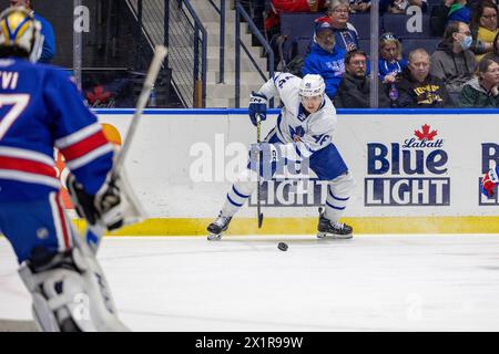 April 17th, 2024: Toronto Marlies forward Alex Steeves (46) skates in the first period against the Rochester Americans. The Rochester Americans hosted the Toronto Marlies in an American Hockey League game at Blue Cross Arena in Rochester, New York. (Jonathan Tenca/CSM) Stock Photo