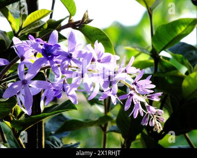 beautiful of purple petrea volubilis flower nature background Stock Photo