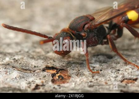 Natural detailed colorful closeup on a red female Nomad cuckoo bee, Nomada sitting high up on a green leaf Stock Photo