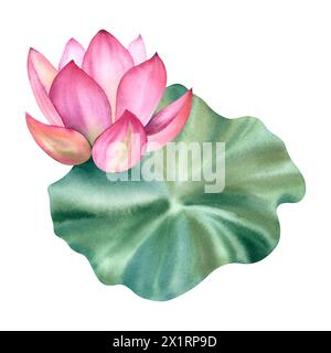 Pink lotus flowers and leaves. A hand-drawn watercolor illustration. A composition with a lotus. Chinese water lily. A template for the design of post Stock Photo