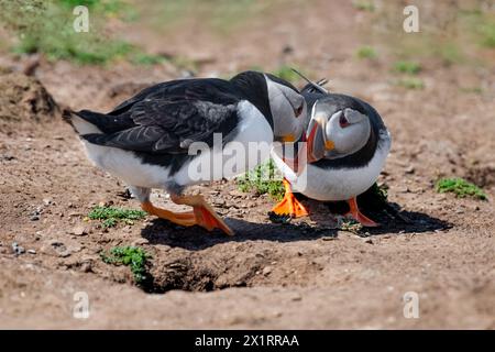 two Atlantic puffins, Fratercula arctica, photographed as they stand on the ground. Their beaks are touching as they look into each others eyes Stock Photo