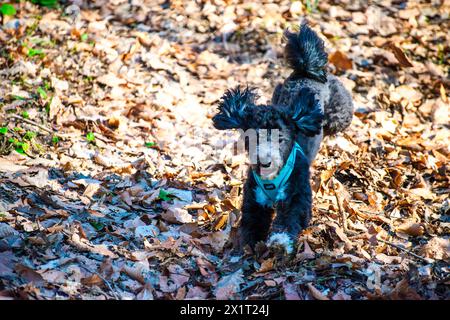 Experience the joy of a Maltipoo running freely amidst the lush greenery and scenic beauty of the forest. Stock Photo