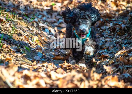 Experience the joy of a Maltipoo running freely amidst the lush greenery and scenic beauty of the forest. Stock Photo