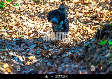 Experience the joy of a Maltipoo running freely amidst the lush greenery and scenic beauty of the forest. Stock Photo