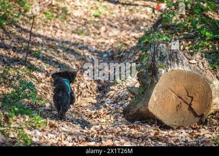 Experience the joy of a Maltipoo running freely amidst the lush greenery and scenic beauty of the forest. Stock Photo