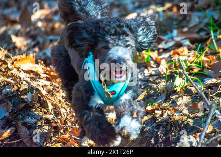 Experience the joy of a Maltipoo running freely amidst the lush greenery and scenic beauty of the forest. Stock Photo