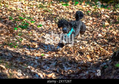 Experience the joy of a Maltipoo running freely amidst the lush greenery and scenic beauty of the forest. Stock Photo