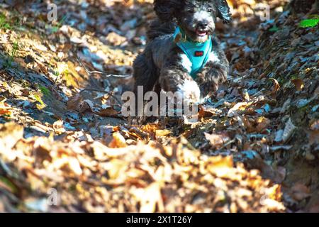 Experience the joy of a Maltipoo running freely amidst the lush greenery and scenic beauty of the forest. Stock Photo