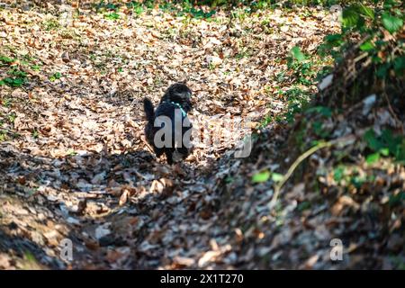 Experience the joy of a Maltipoo running freely amidst the lush greenery and scenic beauty of the forest. Stock Photo