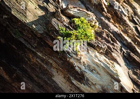 Discover the intricate beauty of a little moss clinging to a tree trunk, a tiny ecosystem in the vast woodland. Stock Photo