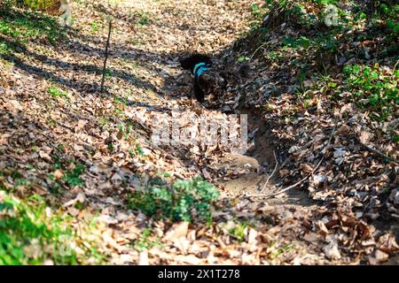 Experience the joy of a Maltipoo running freely amidst the lush greenery and scenic beauty of the forest. Stock Photo