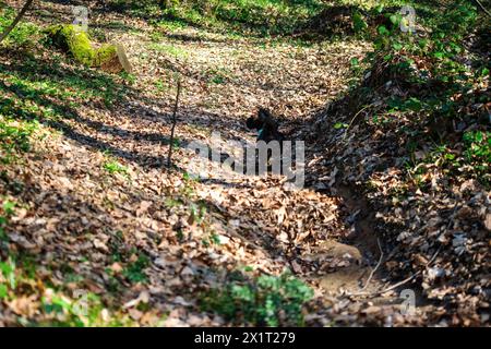 Experience the joy of a Maltipoo running freely amidst the lush greenery and scenic beauty of the forest. Stock Photo