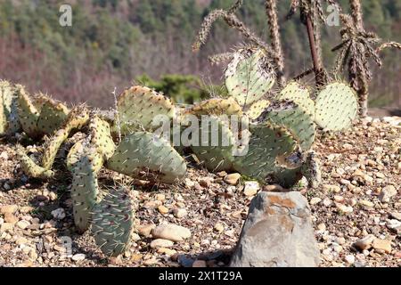 Cylindropuntia imbricata, the cane cholla (walking stick cholla, tree cholla, or chainlink cactus), is a cactus found in the Southwestern United State Stock Photo