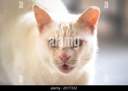 Experience the captivating gaze of a white cat, as it engages with the camera, showcasing its charm and allure. Stock Photo