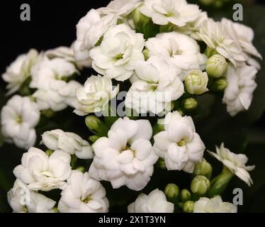 Kalanchoe Blossfeld is a perennial herbaceous succulent flowering plant of the Crassulaceae family. Stock Photo