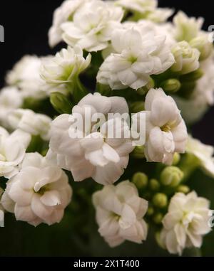 Kalanchoe Blossfeld is a perennial herbaceous succulent flowering plant of the Crassulaceae family. Stock Photo