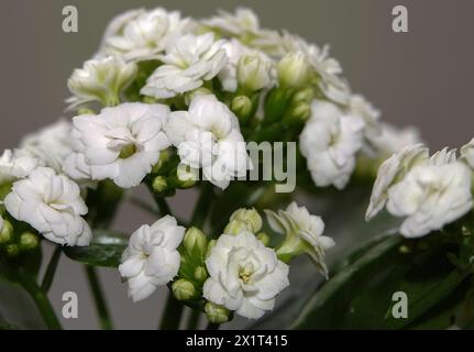 Kalanchoe Blossfeld is a perennial herbaceous succulent flowering plant of the Crassulaceae family. Stock Photo