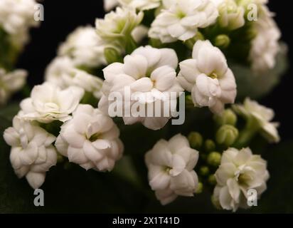 Kalanchoe Blossfeld is a perennial herbaceous succulent flowering plant of the Crassulaceae family. Stock Photo