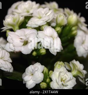 Kalanchoe Blossfeld is a perennial herbaceous succulent flowering plant of the Crassulaceae family. Stock Photo