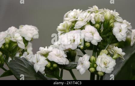 Kalanchoe Blossfeld is a perennial herbaceous succulent flowering plant of the Crassulaceae family. Stock Photo