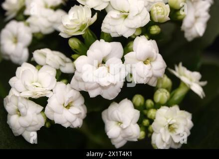 Kalanchoe Blossfeld is a perennial herbaceous succulent flowering plant of the Crassulaceae family. Stock Photo