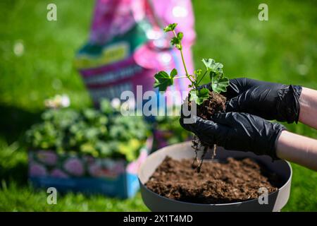 a woman in gloves transplants Muscat flowers into a flowerpot. Beautiful green grass in the background. Stock Photo