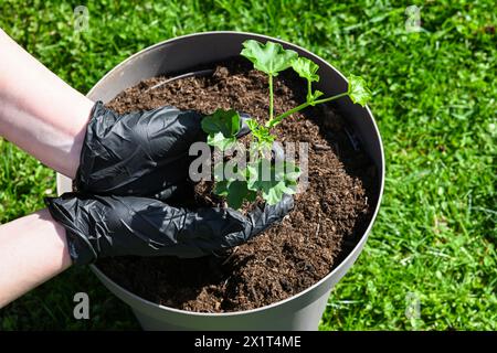 a woman in gloves transplants Muscat flowers into a flowerpot. Beautiful green grass in the background. Stock Photo