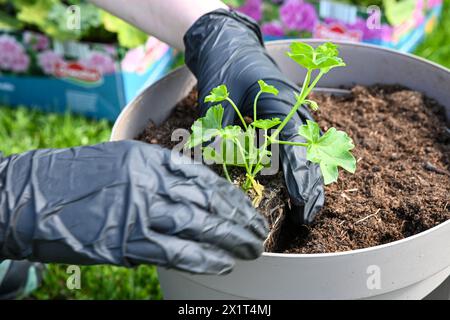 a woman in gloves transplants Muscat flowers into a flowerpot. Beautiful green grass in the background. Stock Photo