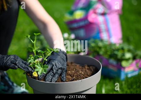 a woman in gloves transplants Muscat flowers into a flowerpot. Beautiful green grass in the background. Stock Photo