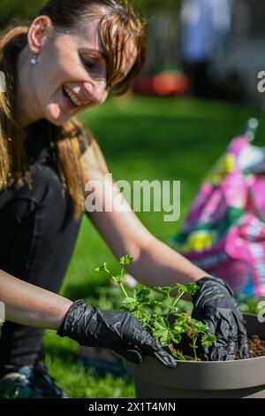 a woman in gloves transplants Muscat flowers into a flowerpot. Beautiful green grass in the background. Stock Photo