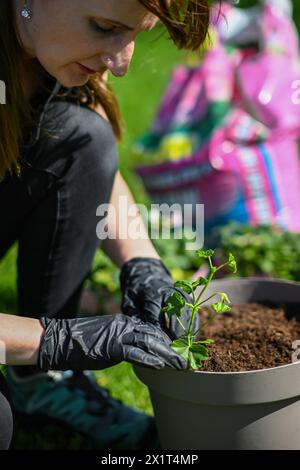 a woman in gloves transplants Muscat flowers into a flowerpot. Beautiful green grass in the background. Stock Photo