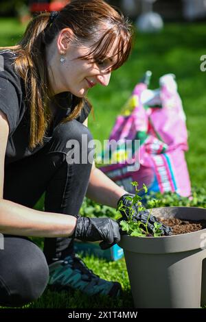 a woman in gloves transplants Muscat flowers into a flowerpot. Beautiful green grass in the background. Stock Photo