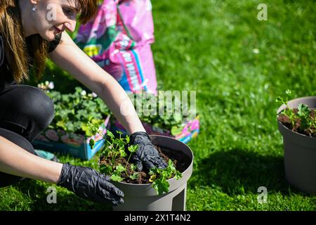 a woman in gloves transplants Muscat flowers into a flowerpot. Beautiful green grass in the background. Stock Photo