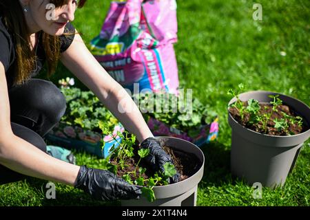 a woman in gloves transplants Muscat flowers into a flowerpot. Beautiful green grass in the background. Stock Photo