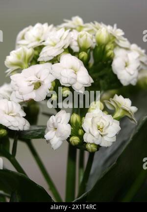 Kalanchoe Blossfeld is a perennial herbaceous succulent flowering plant of the Crassulaceae family. Stock Photo