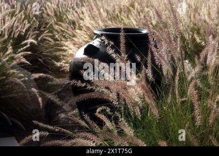Black Pot in Miniature Fountain Grass (Pennisetum Setaceum) at The Chedi Hotel Muscat Oman Stock Photo